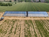 Serre agricole économique FM, serre pour la culture de légumes, couverture en plastique