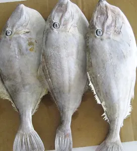 अच्छी गुणवत्ता वाली एचजीटी स्टॉक होल राउंड फ्रोजन लेदर जैकेट मछली