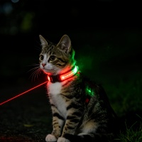 Collier de sécurité pour animaux de compagnie avec lumière laser rouge/verte pour chiens et chats, marche nocturne, anti-perte, avertissement lumineux LED clignotant, garantie 1 an