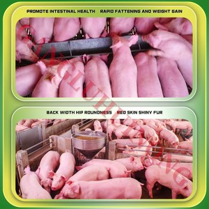 Phụ gia Thức ăn cho lợn nhanh chóng vỗ béo tăng cân xuất khẩu Thức ăn cho lợn nổi tăng trưởng thức ăn bổ sung cho heo con - Product Image 5