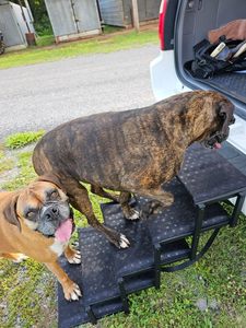 <span class=keywords><strong>Mito</strong></span> nero Wukong regolabile pieghevole in alluminio Pet Dog rampa comoda scala per auto grandi cani manico sportivo - Product Image 6