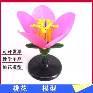 Modelos de experimentos de biología para escuelas secundarias y preparatorias, material didáctico de biología, modelos ampliados de estambres y pétalos de flores. - Product Image 3