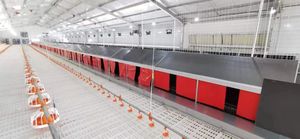 Cinta <span class=keywords><strong>transportadora</strong></span> <span class=keywords><strong>de</strong></span> huevos <span class=keywords><strong>de</strong></span> pollo - Product Image 6