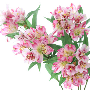 LO-1176 Vente en gros de 3 branches de fleurs artificielles de prunier vert, fausses fleurs de lys péruviennes pour arrangements de vases à domicile - Product Image 1