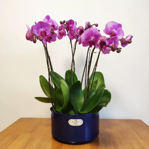 Nouveau style <span class=keywords><strong>pot</strong></span> de fleurs <span class=keywords><strong>en</strong></span> résine haut de gamme, finition grainée brillante, pour <span class=keywords><strong>jasmin</strong></span> chinois, narcisse rond, orchidée et orchidée papillon - Product Image 3