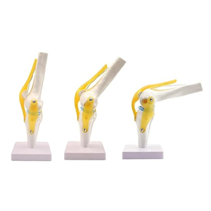 Modelo <span class=keywords><strong>de</strong></span> esqueleto <span class=keywords><strong>de</strong></span> articulación <span class=keywords><strong>de</strong></span> <span class=keywords><strong>rodilla</strong></span> humana con <span class=keywords><strong>ligamentos</strong></span> y recursos <span class=keywords><strong>de</strong></span> enseñanza <span class=keywords><strong>de</strong></span> menisco modelo <span class=keywords><strong>de</strong></span> articulación funcional <span class=keywords><strong>de</strong></span> anatomía médica <span class=keywords><strong>de</strong></span> tamaño real - Product Image 1