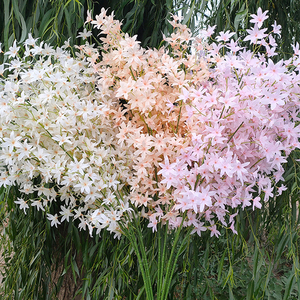 Fleurs d'orchidées élégantes, orchidées artificielles spectaculaires, orchidées Oncidium artificielles, décoration d'intérieur, orchidées Oncidium en soie, vente en gros - Product Image 1