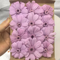 Bunga Aster Meksiko Cosmos Bipinnatus Daisy Rea L4-5cm yang Diawetkan, Alami, Abadi, Kering, untuk Dekorasi Pernikahan, Pesta, dan Rumah