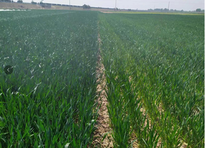 Acide aminé chélaté Ca Calcium Fe Fer Mg Magnésium Mn Cu Cuivre Zn Zinc oligo-élément Engrais en poudre - Product Image 5