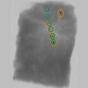 <span class=keywords><strong>X</strong></span> <span class=keywords><strong>ray</strong></span> di ispezione alimentare e di rilevamento del metallo macchina per prodotti di piccole dimensioni - Product Image 2