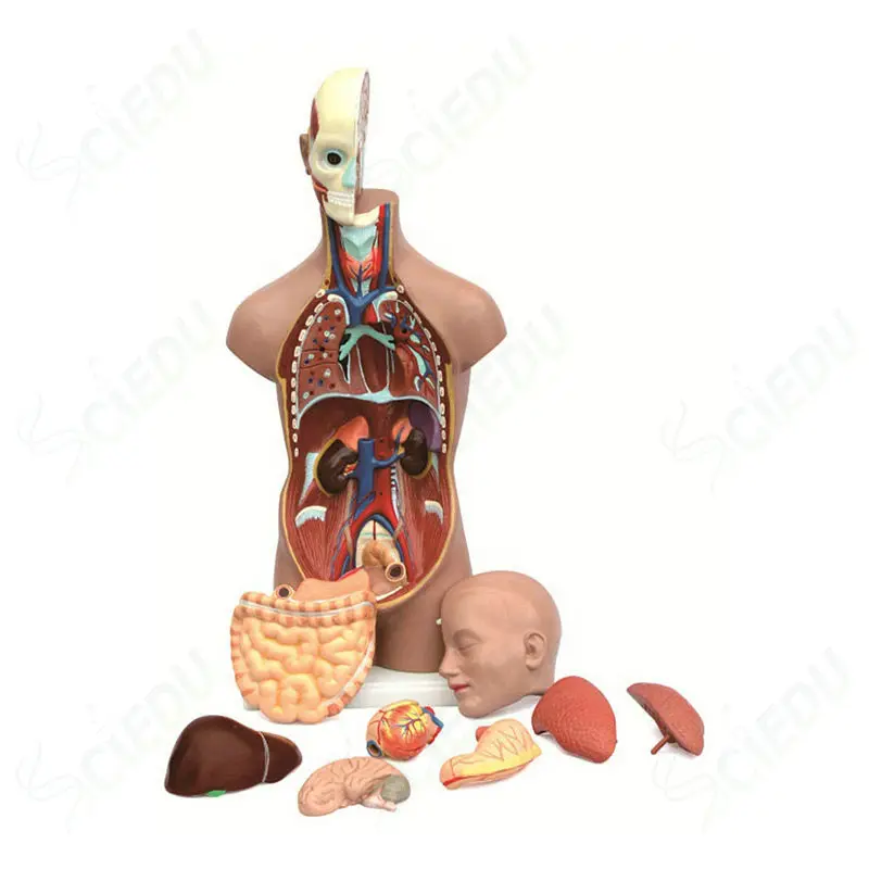 45Cm Biologische Menselijke Anatomie Torso Model Anatomie Modellen Menselijk Lichaam Onderwijs Torso Model