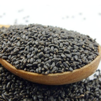 Basilicum exporteur in bulk uit India