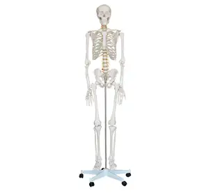 XC-101 gelişmiş Pvc yaşam boyutu 180cm boyunda anatomik insan vücudu iskelet modeli