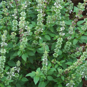 Extrait de Schizonepeta Flavonoïdes totaux Pulegone Icariin 10%~98% Résilience saisonnière et bien-être cutané |   Personnalisable en gros - Product Image 3