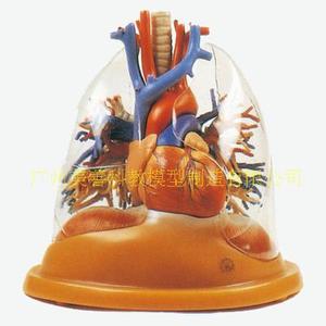 Modèle de cœur et de poumon transparent, trachée, arbre bronchique ; segment de poumon transparent ; modèle d'anatomie cardiaque ; cœur. - Product Image 1
