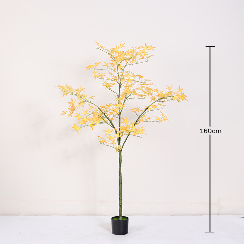 Bonsaï mini érable jaune régulier - 160cm