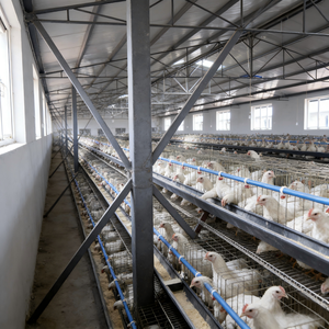 โรงเรือนโครงสร้างเหล็กสำหรับเลี้ยงวัว/ไก่/แกะ แบบโมเดิร์น พร้อมคานรูปตัว H - Product Image 5