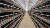 Nouvelle cage à cailles HaoKai à grande capacité, 6 niveaux, type H, en acier galvanisé, pour plus de 500 oiseaux, équipement d'élevage avicole, facile à utiliser