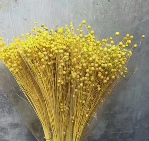 Guansen Décoration Bohème Fleurs <span class=keywords><strong>de</strong></span> Haricots d'Acacia Séchées et Conservées Colorées Haricots Riches Naturels pour Décorations <span class=keywords><strong>de</strong></span> Noël et <span class=keywords><strong>de</strong></span> <span class=keywords><strong>la</strong></span> Fête des Mères - Product Image 4