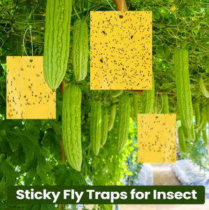 Papier adhésif double face pour attraper les mouches des fruits Piège à mouches collant jaune pour pots et jardins - Product Image 6