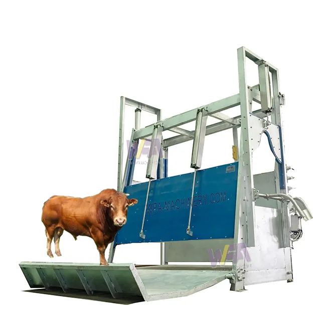 Abattoir de vaches bovines Équipement d'abattoir de bétail Superbe boîte à frapper en acier inoxydable Fourni 1 à 2 ans Solide