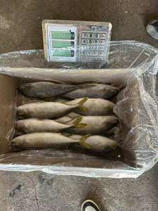 <span class=keywords><strong>Thon</strong></span> jaune <span class=keywords><strong>entier</strong></span> congelé - Product Image 4