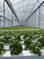 Système Aquaponique Commercial pour la Croissance des Poissons et des Plantes, Système de Culture Hors Sol en PVC pour la Culture Conjointe de Légumes et de Poissons