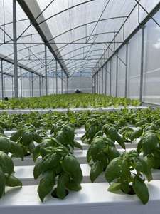 Commercieel Aquaponics Systeem Voor Vis En Plantengroei Pvc Bodemloze Cultuur Systeem Voor Groenten En Vis Die Samen Groeien - Product Image 3