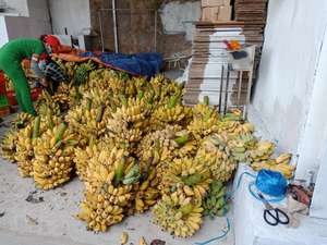 Plátanos Congelados Orgánicos de Alta Calidad de Vietnam, el Mejor Proveedor, Proceso LQF, Envasado al Vacío - Product Image 5