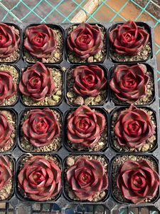 Suculentas Echeveria Red Light con Macetas, Ecológicas, 6-8cm de Altura, Decoración Moderna de Lujo para el Hogar, Adornos Decorativos al por Mayor - Product Image 5