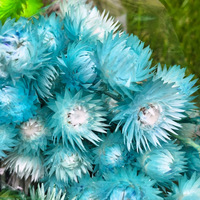 Bunga Batu Xuelian Rumput Pampas Kecil Impor Langsung dari Pabrik Buket Bunga Kering Abadi Dekorasi Rumah Hari Valentine