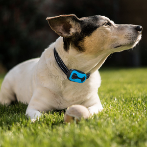 A mazon Top Seller <span class=keywords><strong>Collar</strong></span> de perro para dejar de ladrar Collares de perro sin control de ladridos - Product Image 6