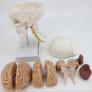 Modèle de crâne humain anatomique grandeur nature de haute qualité avec cerveau et colonne vertébrale, modèle de tête humaine avec sutures osseuses - Product Image 4