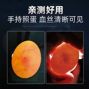 <b>Led</b> <b>Flashlight</b> Portable Aluminum Alloy Blacklight Industrial Use Polished Finish - Product Image 5