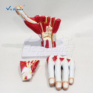 Modèle anatomique agrandi de la main ; modèle anatomique agrandi pour démonstration en classe ; démonstration pédagogique médicale - Product Image 1