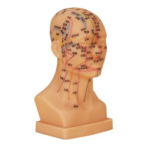 Ohrmodell für den Unterricht und Lernen in Akupunktur und Massage - Traditionelle Chinesische Medizin - Product Image 1