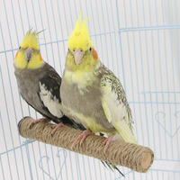 Bâton rond en bois et corde de chanvre pour oiseaux, pour le ponçage des griffes et la mastication des perroquets, accessoires de cage à oiseaux