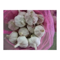 Ail frais de nouvelle récolte de haute qualité, prix abordable, ail blanc pur de Chine, ail blanc premium pour la vente en gros