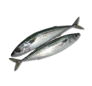 sea iqf frozen saba fish for quick international shipping