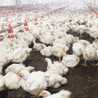 Équipement d'élevage de poulets de chair à prix d'usine, très vendu, pour la conception de poulaillers
