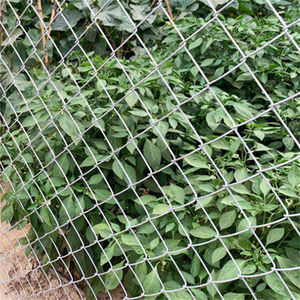 Venta Directa de Fábrica: Malla de Alambre Galvanizado por Inmersión en Caliente con Recubrimiento de PVC de 6 y 8 pies, para Cercas Agrícolas, con 10 Años de Garantía - Product Image 3