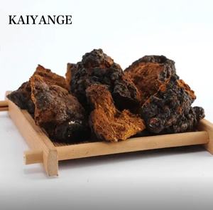 KAIYANGE - Hongo Chaga Seco Orgánico al por Mayor, Material Crudo en Polvo <span class=keywords><strong>de</strong></span> Alta Calidad y Económico, Hongo Chaga Marrón - Product Image 2