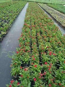Nông nghiệp nhiệm vụ cao cảnh quan PP PE Weed kiểm soát UV nhựa cắt mặt đất che cỏ dại kiểm soát vải cỏ che đất - Product Image 4