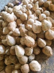 Coco seco 100% Natural semidescascarado, nutritivo para agricultura de Vietnam, carne gruesa de agua dulce jugosa, gran oferta - Product Image 5