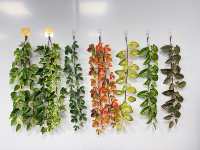 Plante artificielle suspendue de 80 cm, fausse plante grimpante verte pour mur, balcon, café, bureau, décoration intérieure