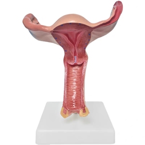 स्वस्थ महिला गर्भाशय शरीर रचना विज्ञान चिकित्सा मॉडल - Product Image 1