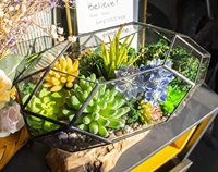 Pot de fleurs succulentes en verre, porte-plantes, pour fenêtre, balcon, Terrarium, jardinière géométrique irrégulière, Offre Spéciale