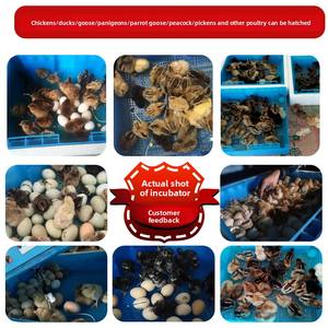 Warme Kubus Volautomatische Intelligente Kleine Incubator Hoog Plastic Voor Kippeneend Ganzenduif Ei Incubatie Huishoudelijk Gebruik - Product Image 2