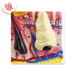Piel Canina con <span class=keywords><strong>Mordedura</strong></span> Pulga modelo anatómico Piel Canina Perro Modelo - Product Image 5