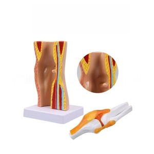 Modèle amovible d'articulation du <span class=keywords><strong>genou</strong></span> de la science médicale avec modèle de démonstration musculaire des ligaments - Product Image 5